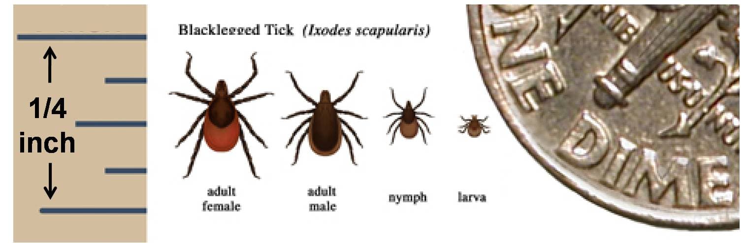 Lyme & Co-Infection Protocols