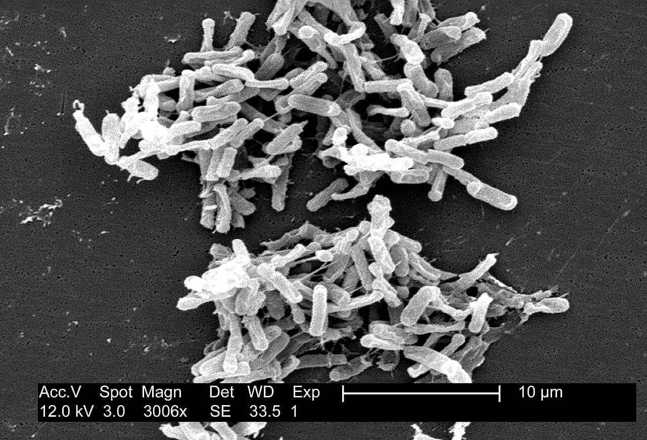 Fecal Microbiota Transplant (FMT)